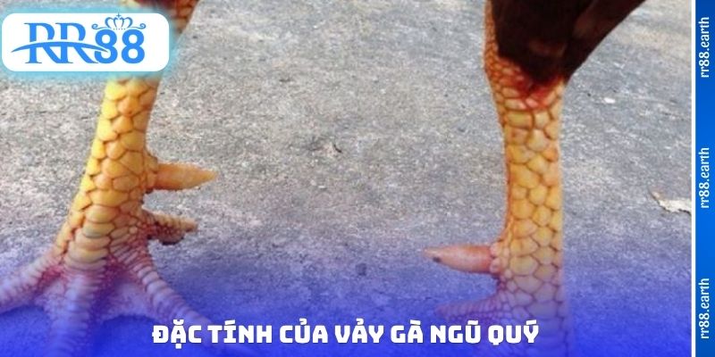 Đặc tính của vảy gà ngũ quý