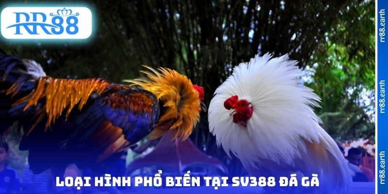 Loại hình phổ biến tại SV388 đá gà