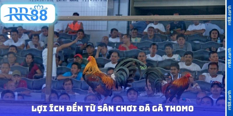 Lợi ích đến từ sân chơi đá gà Thomo