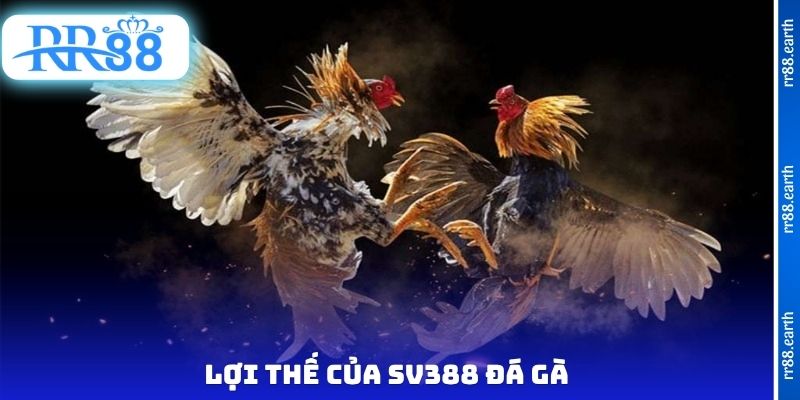 Lợi thế của SV388 đá gà