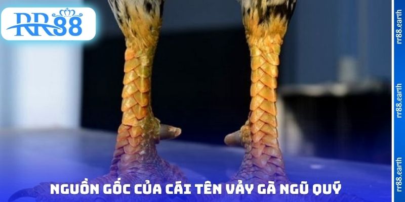 Nguồn gốc của cái tên vảy gà ngũ quý
