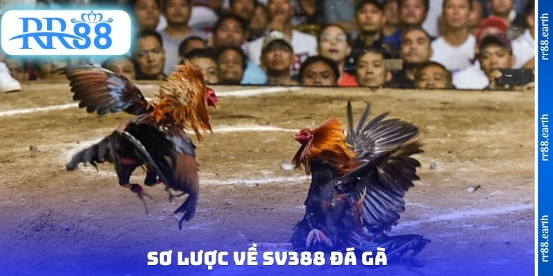Sơ lược về SV388 đá gà