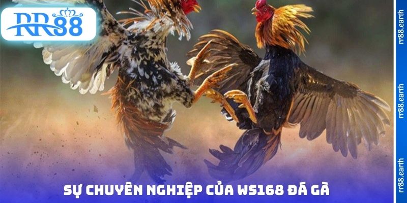Sự chuyên nghiệp của WS168 đá gà