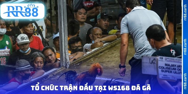 Tổ chức trận đấu tại WS168 đá gà